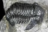 Detailed Gerastos Trilobite Fossil - Morocco #134097-3